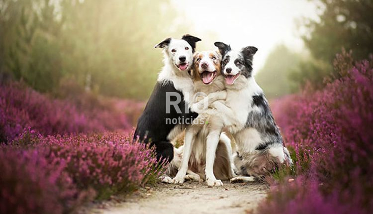 perros amigos