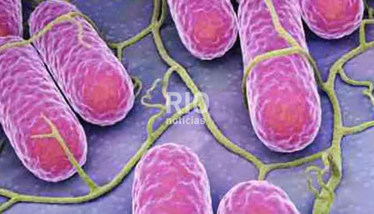 salmonella-salmonelosis_0.jpg