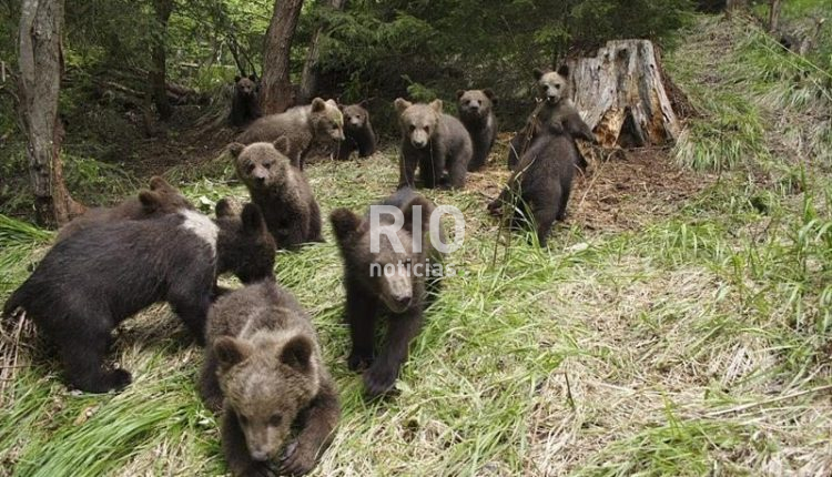 RUMANIA-osos-cachorros