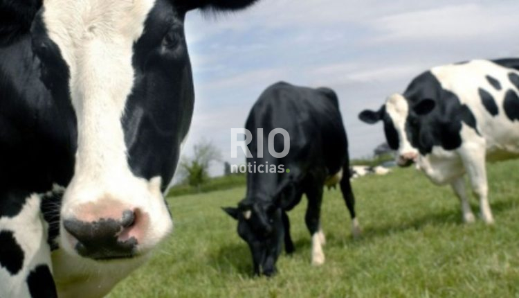 se-faenaron-un-millon-de-vacas-mas-en-2023-que-en-el-ano-anterior-1740572